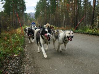 Suki og datteren Luna i lead på fjordårets treningssamling i Dividalen.  